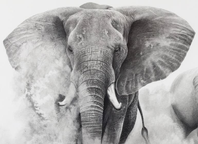 Original Realism Animal Drawing by Stephen Mccall