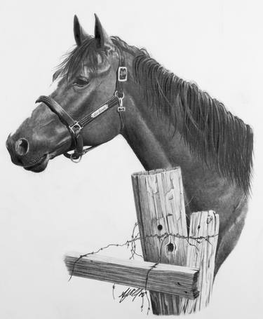 Print of Realism Horse Drawings by Stephen McCall