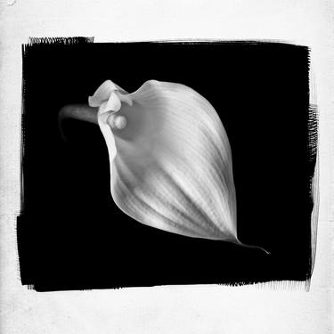 Print of Botanic Photography by Patrick Chuprina