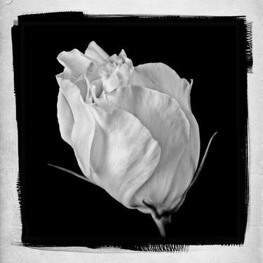 Lisianthus Flower Bud - Limited Edition 1 of 15 thumb