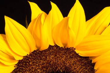 Sunflower into an acrylic block - Limited Edition 1 of 10 thumb