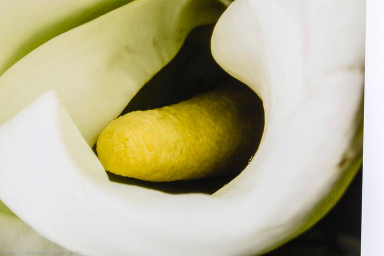Original Abstract Still Life Photography by Jose Gregorio Leon