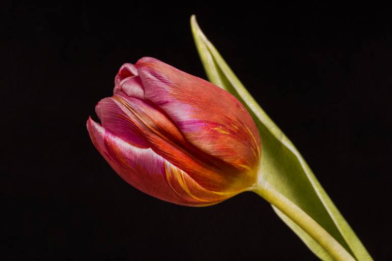 Tulip - Limited Edition 2 of 20