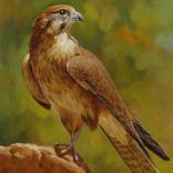 ARAB FALCON by Edilson Barbosa