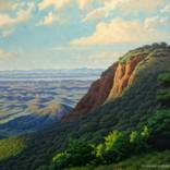 Atlantic forest by Edilson Barbosa