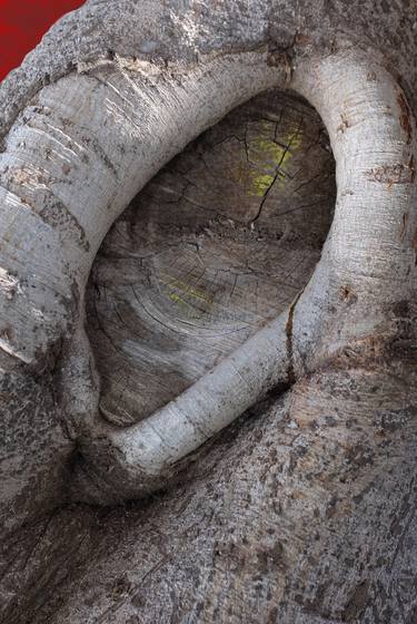 Print of Conceptual Botanic Photography by Wolfgang Strähler