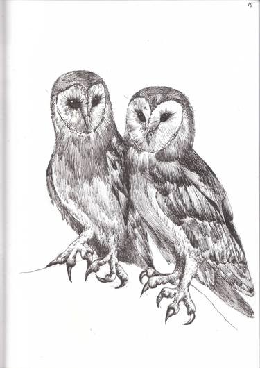 sketch of two barn owls thumb