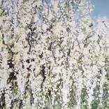 SC 223_Full Bloom by Martina Hartusch