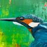 Close-up of the Kingfisher