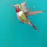 Hummingbirds have a long history of folklore and symbolism in native cultures. The Aztecs saw them as messengers between them and their ancestors or the gods. In Native American culture, Hummingbirds are seen as healers, and bringers of love, good luck and joy.