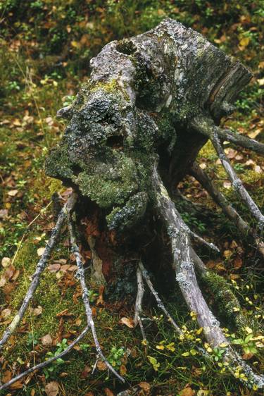 Old stump, old man - Nature's artwork thumb
