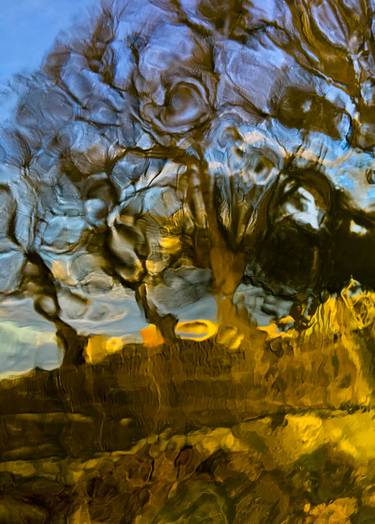 Original Abstract Tree Photography by Robert Ekegren