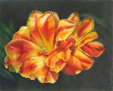 Print of Floral Drawings by Susie Tenzer