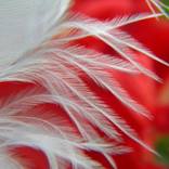 Collection Feather Fantasy