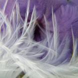 Collection Feather Fantasy