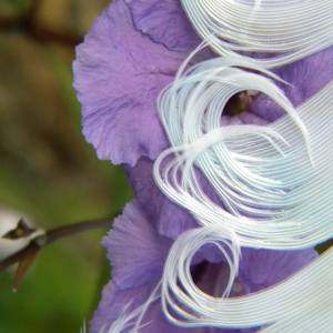 Collection Feather Fantasy