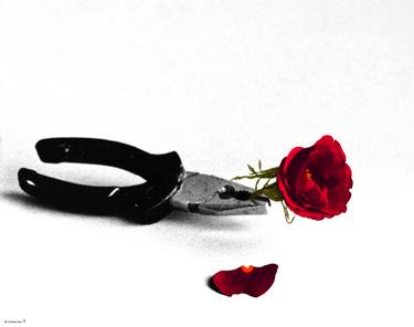 "Cutting a red rose with pliers" (id. 20_91) open series available thumb