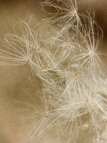 Scatter (Thistle Seeds) - Limited Edition 1 of 25 thumb