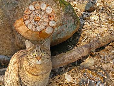 Print of Surrealism Cats Photography by Janet Kroenke