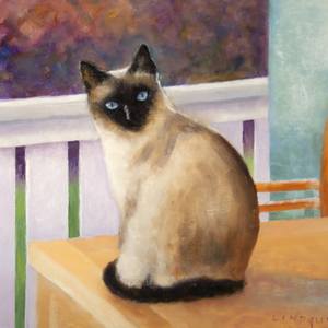 Siamese Cat On Tabletop