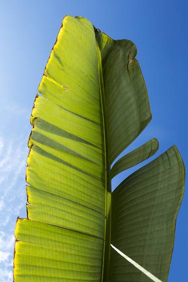 Original Nature Photography by Leandro Rodrigues