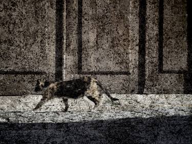 Print of Abstract Animal Photography by Gonçalo Castelo Branco