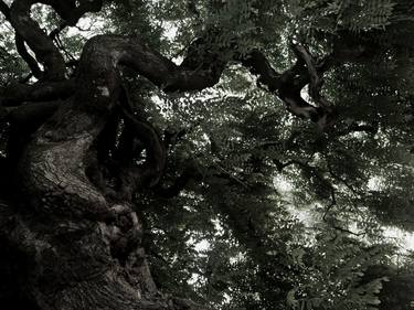 Original Tree Photography by Gonçalo Castelo Branco