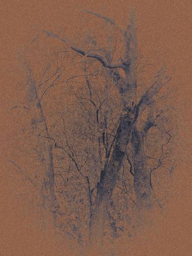 Print of Abstract Tree Photography by Gonçalo Castelo Branco