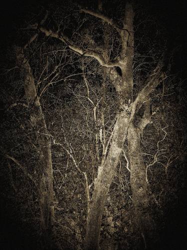 Original Abstract Tree Photography by Gonçalo Castelo Branco