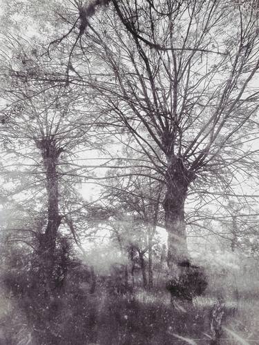 Print of Tree Photography by Gonçalo Castelo Branco