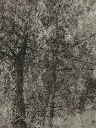 Original Abstract Tree Photography by Gonçalo Castelo Branco