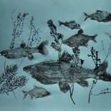 Wild Fish by Adriana Badoi
