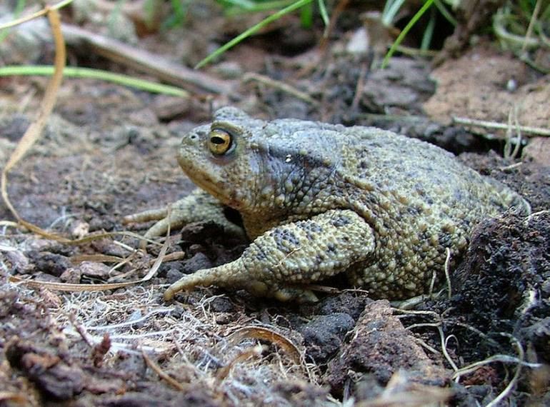 Female toad in summer Photography by Robert Vaughan | Saatchi Art