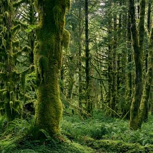 Collection Spring Landscapes