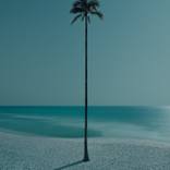 Palma de la Noche by Dean West