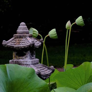 STONE LANTERN AND LOTUS PODS - Limited Edition of 5 thumb
