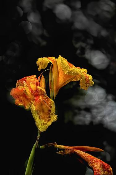 POND IRIS RADIATING AFTER A SPRING RAIN - Limited Edition of 5 thumb