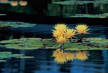 GOLDEN WATERLILY GROUP - Limited Edition of 5 thumb