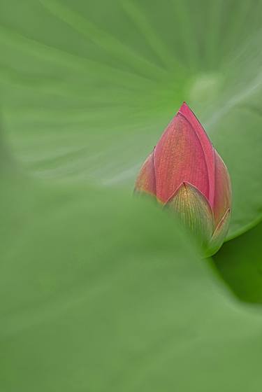 BUDDING LOTUS - Limited Edition of 5 thumb