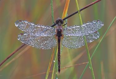 Original Impressionism Nature Photography by timothy sens