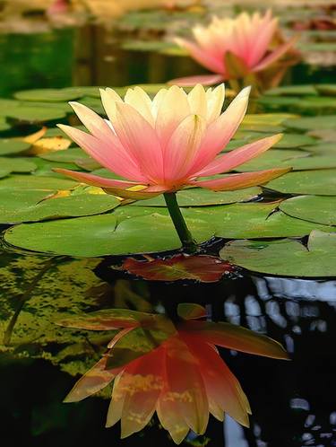WATER LILY BLOOMS - Limited Edition of 5 thumb