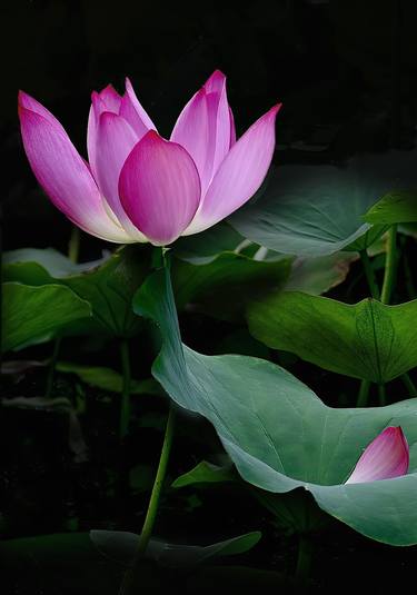 LOTUS OPENING TO THE MORNING LIGHT - Limited Edition of 5 thumb
