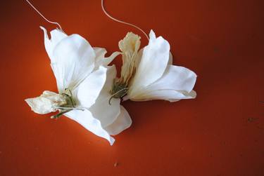 Print of Abstract Floral Photography by Lucy Engelman