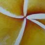 Frangipani n°1