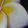 Frangipani n°1