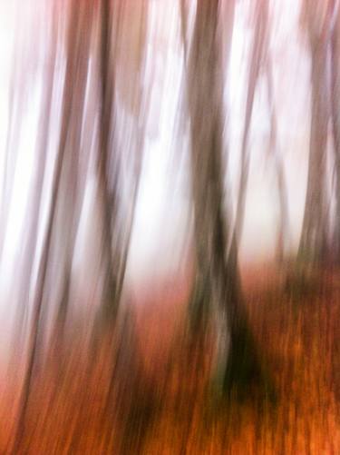 Original Abstract Tree Photography by Alvise Busetto