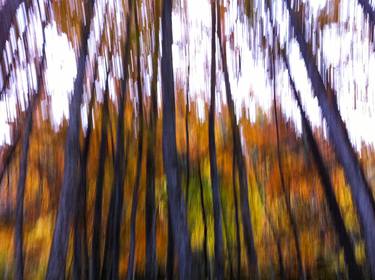 Original Abstract Tree Photography by Alvise Busetto