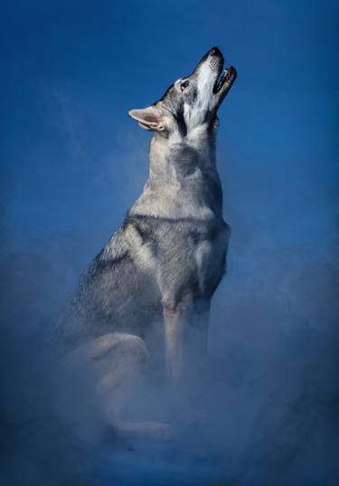 Print of Animal Photography by Andrew McGibbon