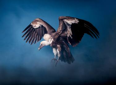 Print of Fine Art Animal Photography by Andrew McGibbon