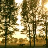 Collection Polder